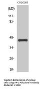 AP-1 Antibody