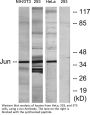 AP-1 Antibody