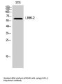 LIMK-2 Antibody