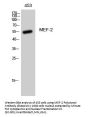 MEF-2 Antibody