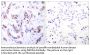 MEF-2 Antibody