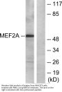 MEF-2 Antibody