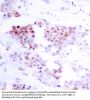 MEF-2 Antibody