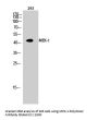 MEK-1 Antibody