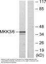 MEK-3 Antibody