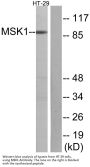 MSK1 Antibody