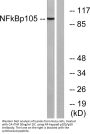 NFκB-p105 Antibody