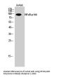 NFκB-p100 Antibody