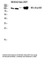 NFκB-p100 Antibody