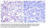 NFκB-p105 Antibody