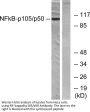 NFκB-p105 Antibody