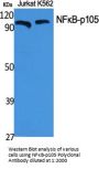 NFκB-p105 Antibody