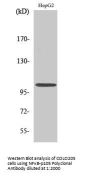 NFκB-p105 Antibody