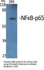 NFκB-p65 Antibody