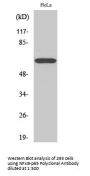 NFκB-p65 Antibody