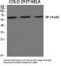 NFκB-p65 Antibody