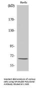 NFκB-p65 Antibody