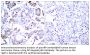 NFκB-p65 Antibody