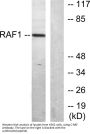 Raf-1 Antibody