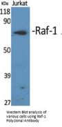 Raf-1 Antibody
