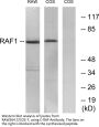 Raf-1 Antibody