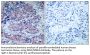 MEK-4 Antibody