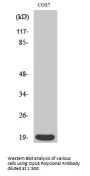 Op18 Antibody