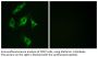 Op18 Antibody