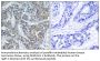 Op18 Antibody