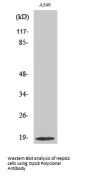 Op18 Antibody