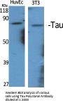 Tau Antibody