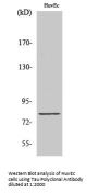 Tau Antibody