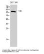Tau Antibody