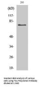 Tau Antibody