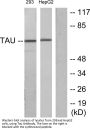 Tau Antibody