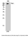 Flk-1/VEGFR2 Antibody
