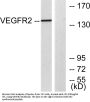 Flk-1/VEGFR2 Antibody