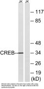 CREB-1 Antibody