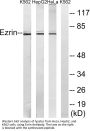 Ezrin Antibody