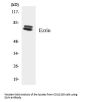 Ezrin Antibody