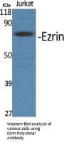 Ezrin Antibody