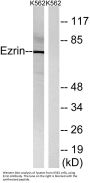 Ezrin Antibody