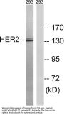 Neu Antibody