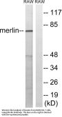 NF2 Antibody