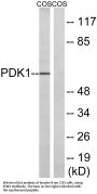 PDK1 Antibody