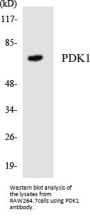 PDK1 Antibody