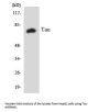 Tau Antibody