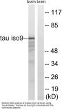 Tau Antibody