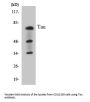 Tau Antibody