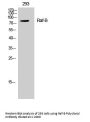 Raf-B Antibody